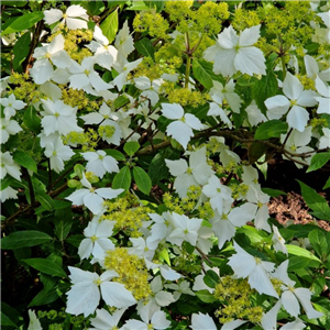 Hydrangea Angustipetala 'Golden Crane'